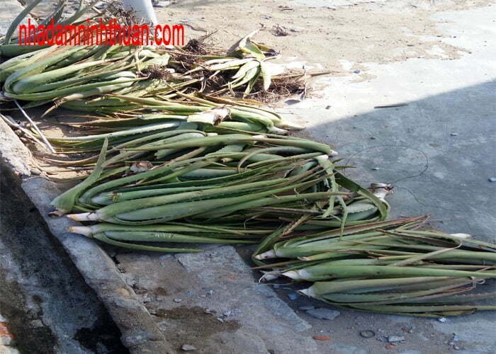 cây nha đam giống ninh thuận